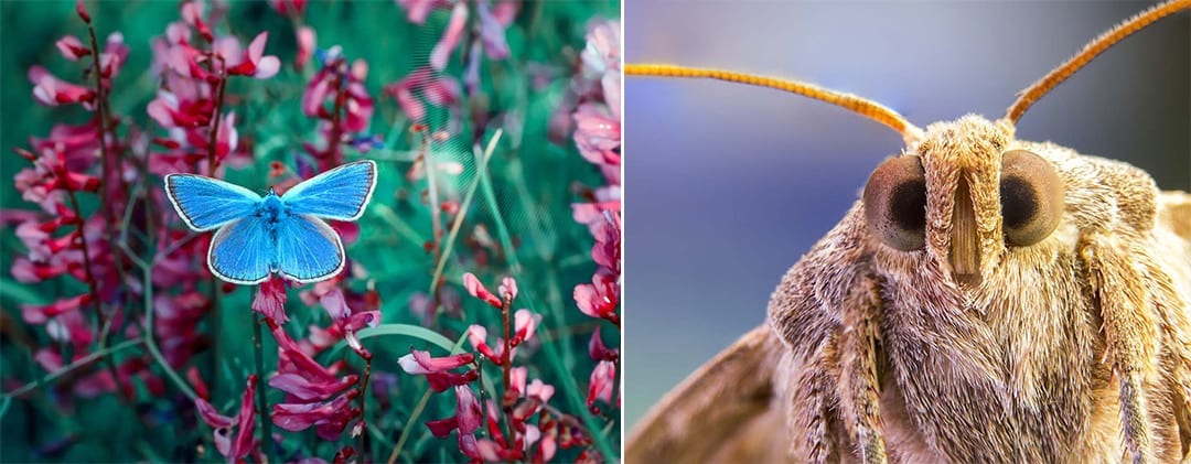 Butterflies far away and up close - glass standards